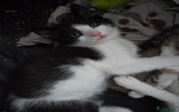 Ragdoll cats for sale: Stunning boy ready for new home next weekend  - Image 1