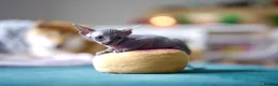 Sphynx cats for sale: Gorgeous silver Sphynx girl - Advert 23