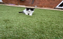 European cats for sale: Cat is looking for a new family  - Image 2