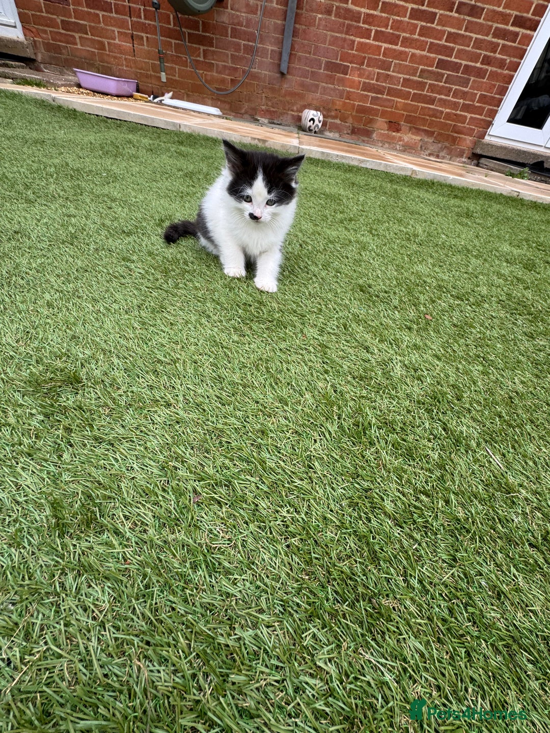 European cats for sale: Cat is looking for a new family  - Image 2