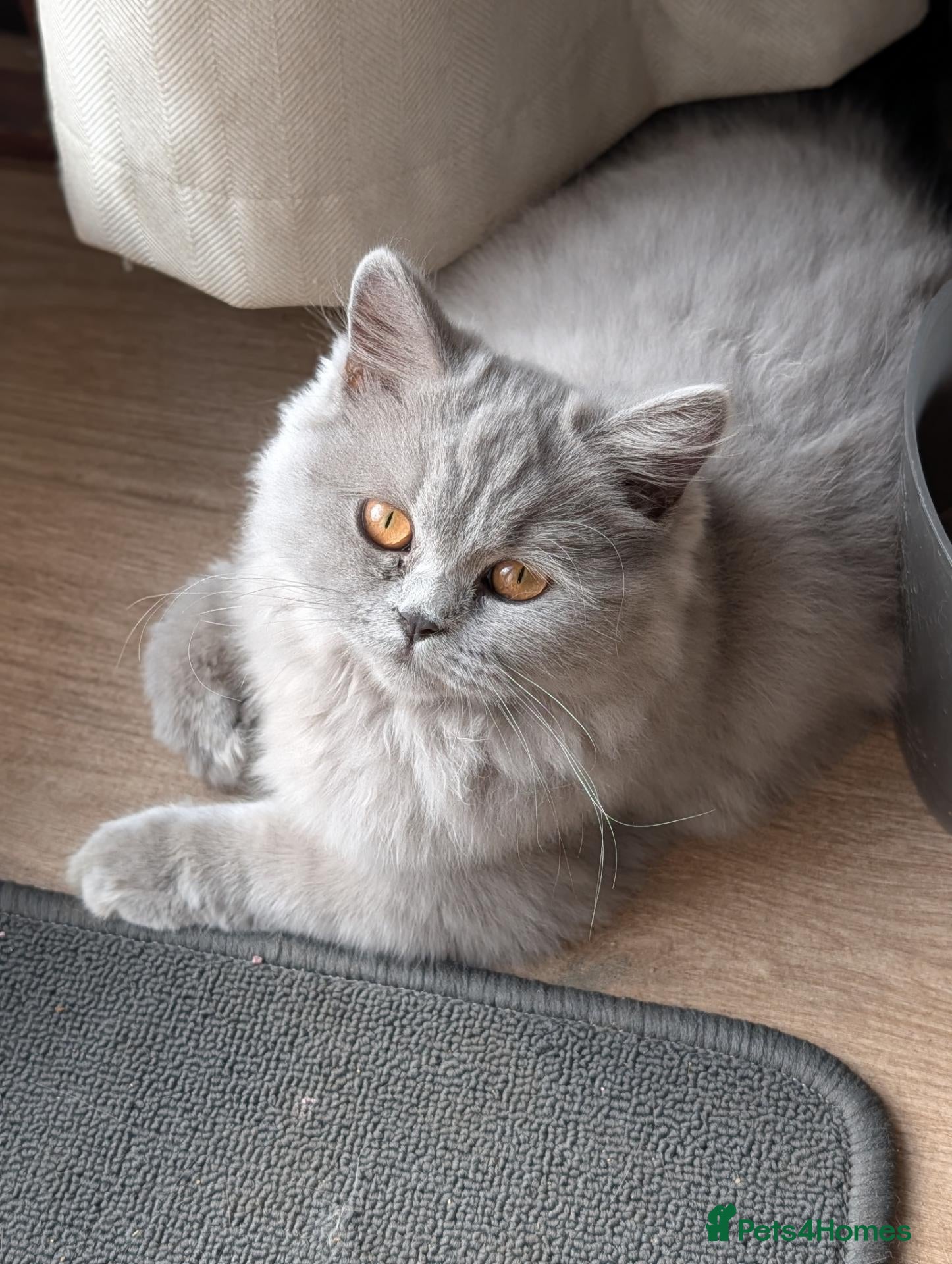 British Longhair cats Reduced! British longhair Female kitten - Advert 2