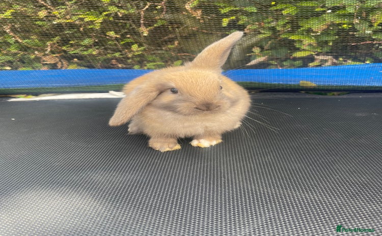 Mini Lop rabbits - Advert 4