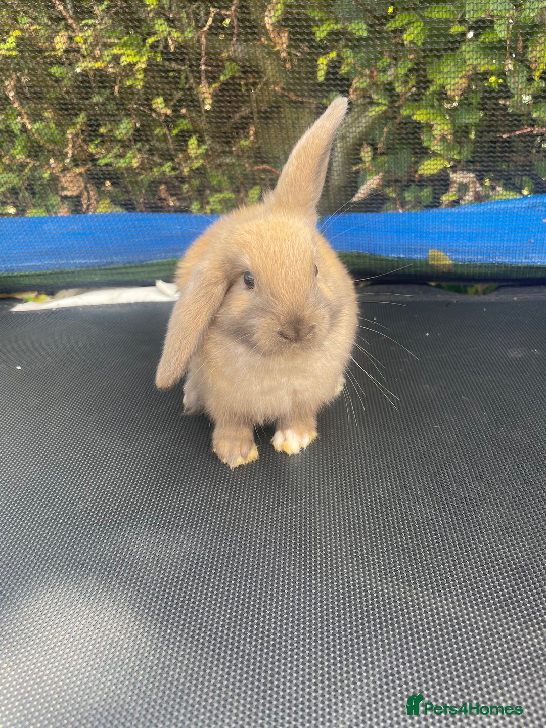 Mini Lop rabbits for sale: Mini Lop Buck - Image 1