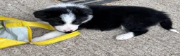 Border Collie dogs for sale: Border collies - Advert 8