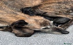 Lurcher dogs for sale: Lurcher puppies  - Image 5