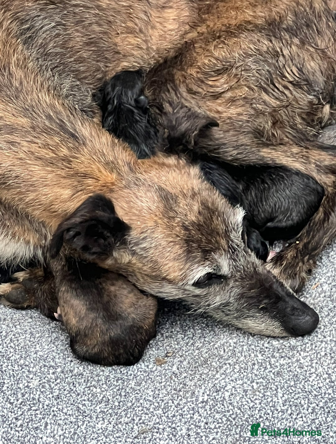 Lurcher dogs for sale: Lurcher puppies  - Image 5