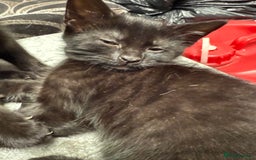 Mixed Breed cats for sale: Kittens  - Image 12