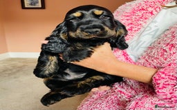 Cocker Spaniel dogs for sale: Top quality fully health tested show cocker pups - Image 18