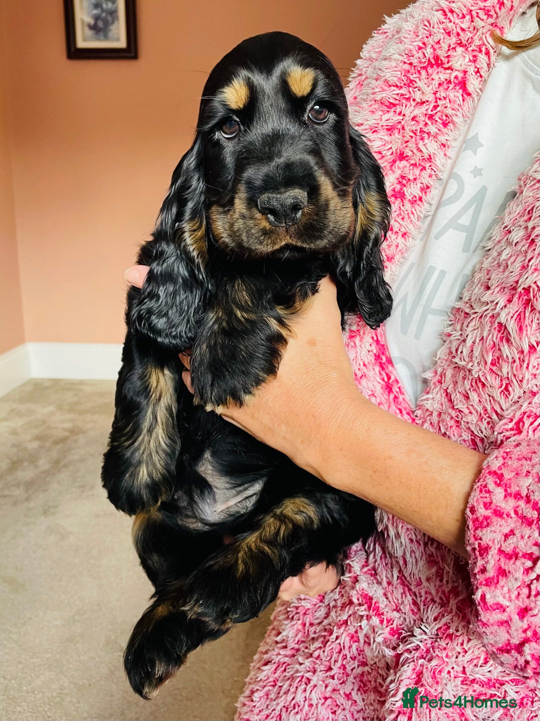 Cocker Spaniel dogs for sale: Top quality fully health tested show cocker pups - Image 18