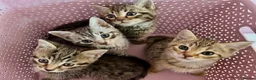 Bengal cats for sale: 4 gorgeous Bengal mix kittens - Advert 8