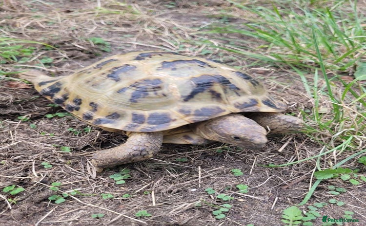 Tortoise reptiles - Advert 5