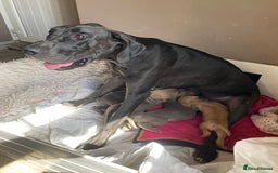 Great Dane dogs for sale: Beautiful Great Dane pups - Image 2
