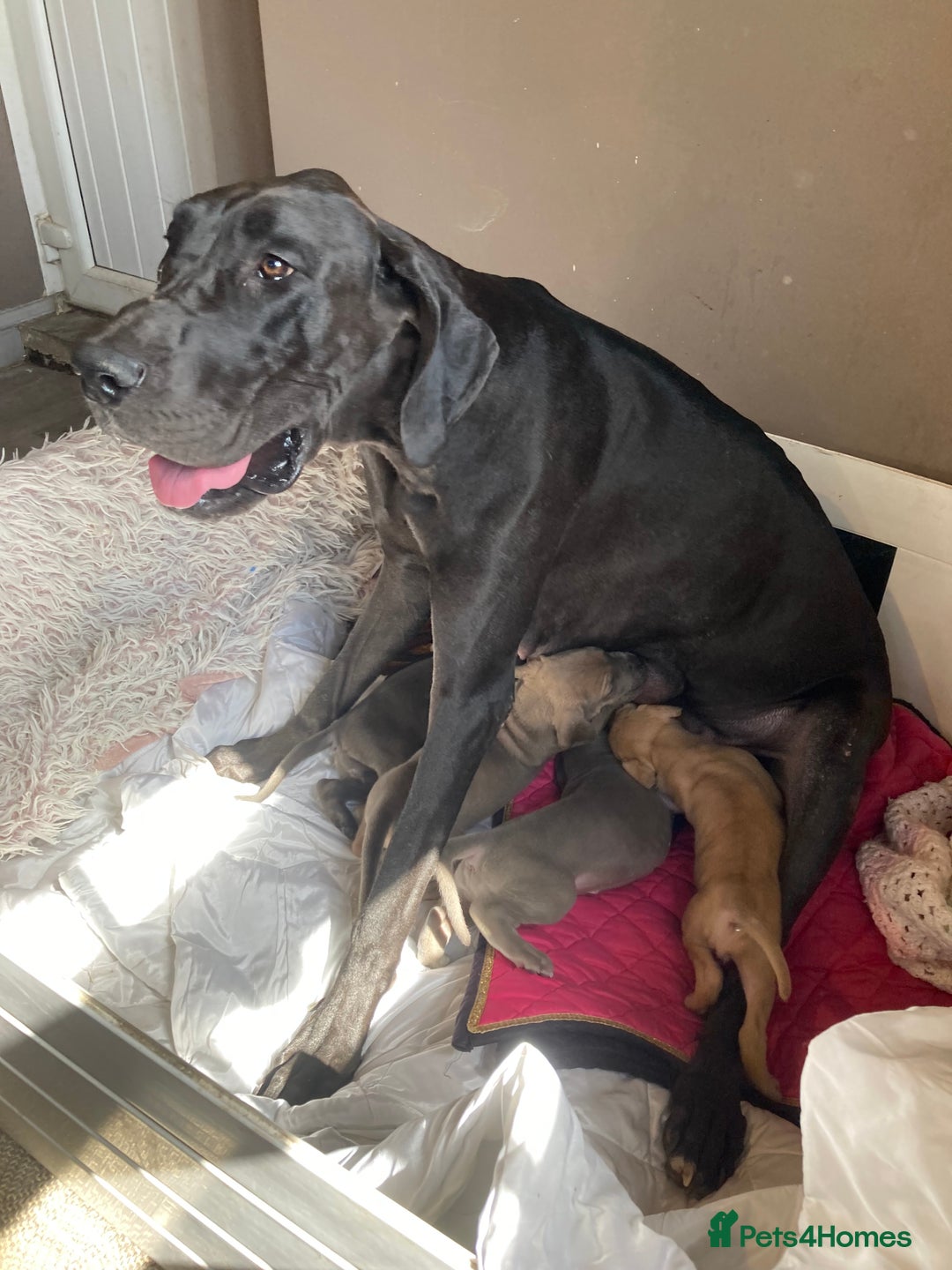 Great Dane dogs for sale: Beautiful Great Dane pups - Image 2