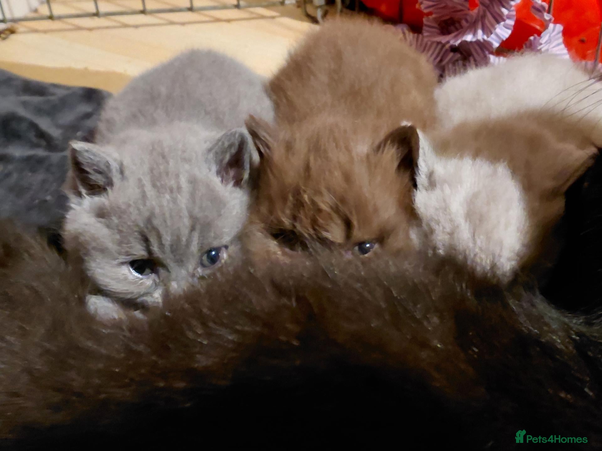British Shorthair cats 5* GCCF British Shorthair Kittens  - Advert 2