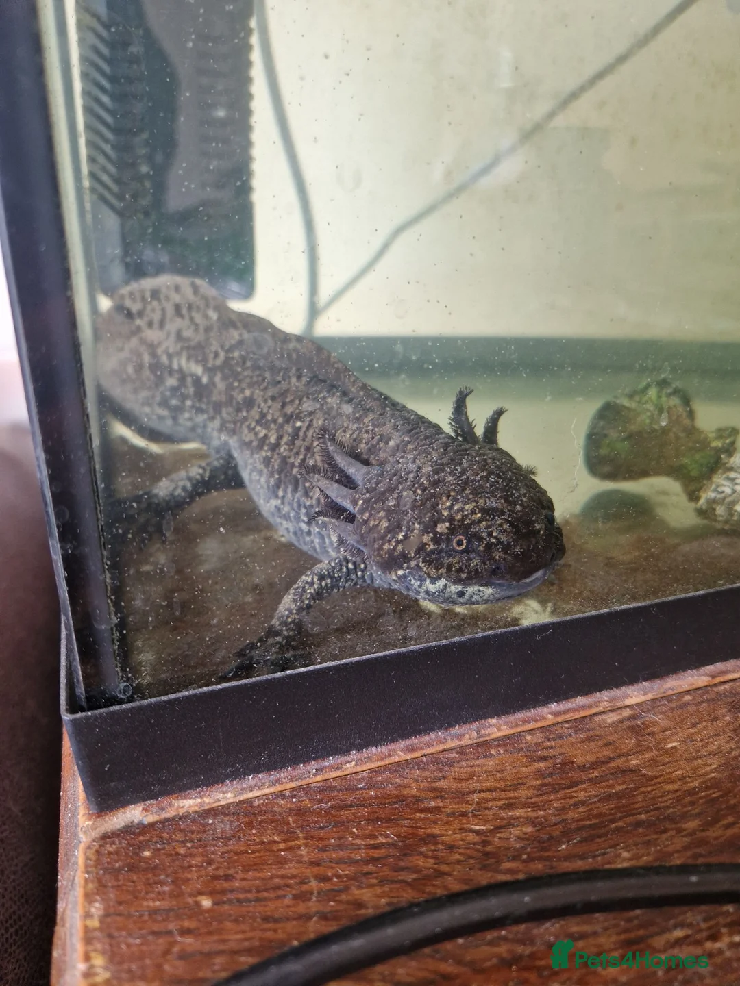 Axolotl reptiles for sale: Male axolotl for rehoming - Advert 2