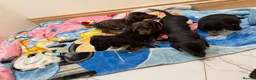 Miniature Dachshund dogs for sale: Miniature Dachshund  - Advert 17