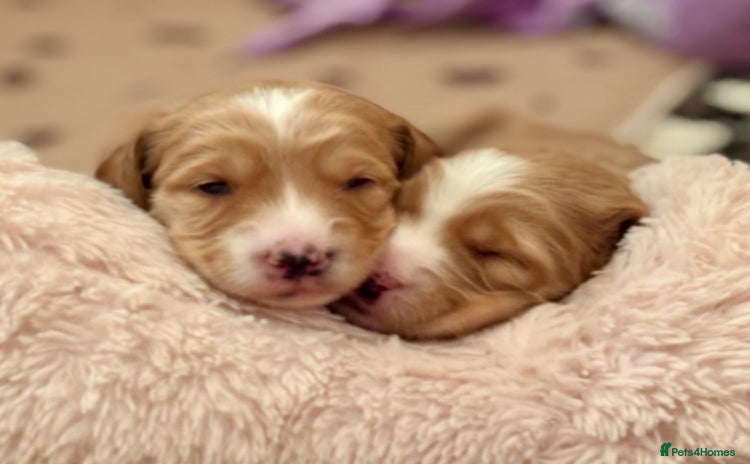 Australian Labradoodle dogs Exceptionally bred for Health! Temperament! Looks! - Advert 1