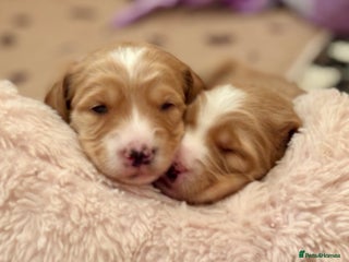 Australian Labradoodle dogs Exceptionally bred for Health! Temperament! Looks! - Advert 1