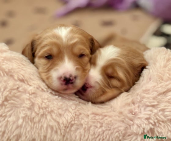 Australian Labradoodle dogs Exceptionally bred for Health! Temperament! Looks! - Advert 1