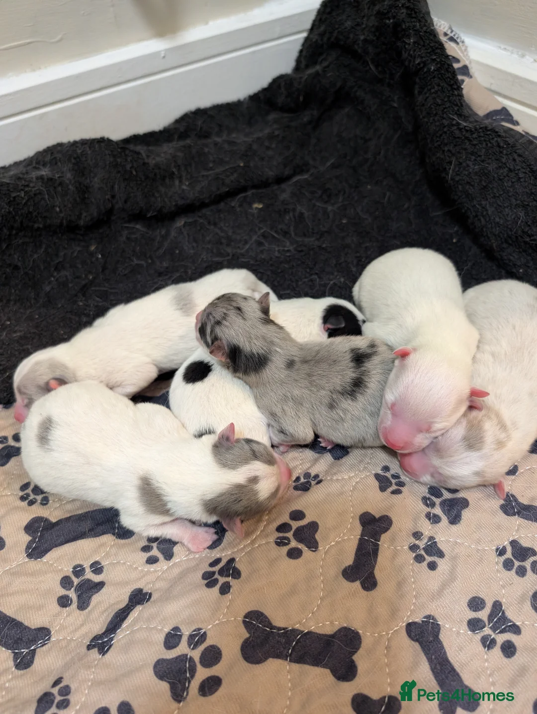 Pomsky dogs for sale: Beautiful pomsky f3 mini - Advert 1