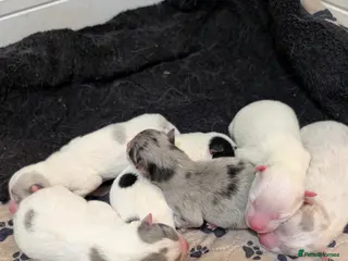 Pomsky dogs Beautiful pomsky f3 mini - Advert 1