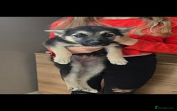 Mixed Breed dogs for sale: Female Shepkita Puppy - Image 15