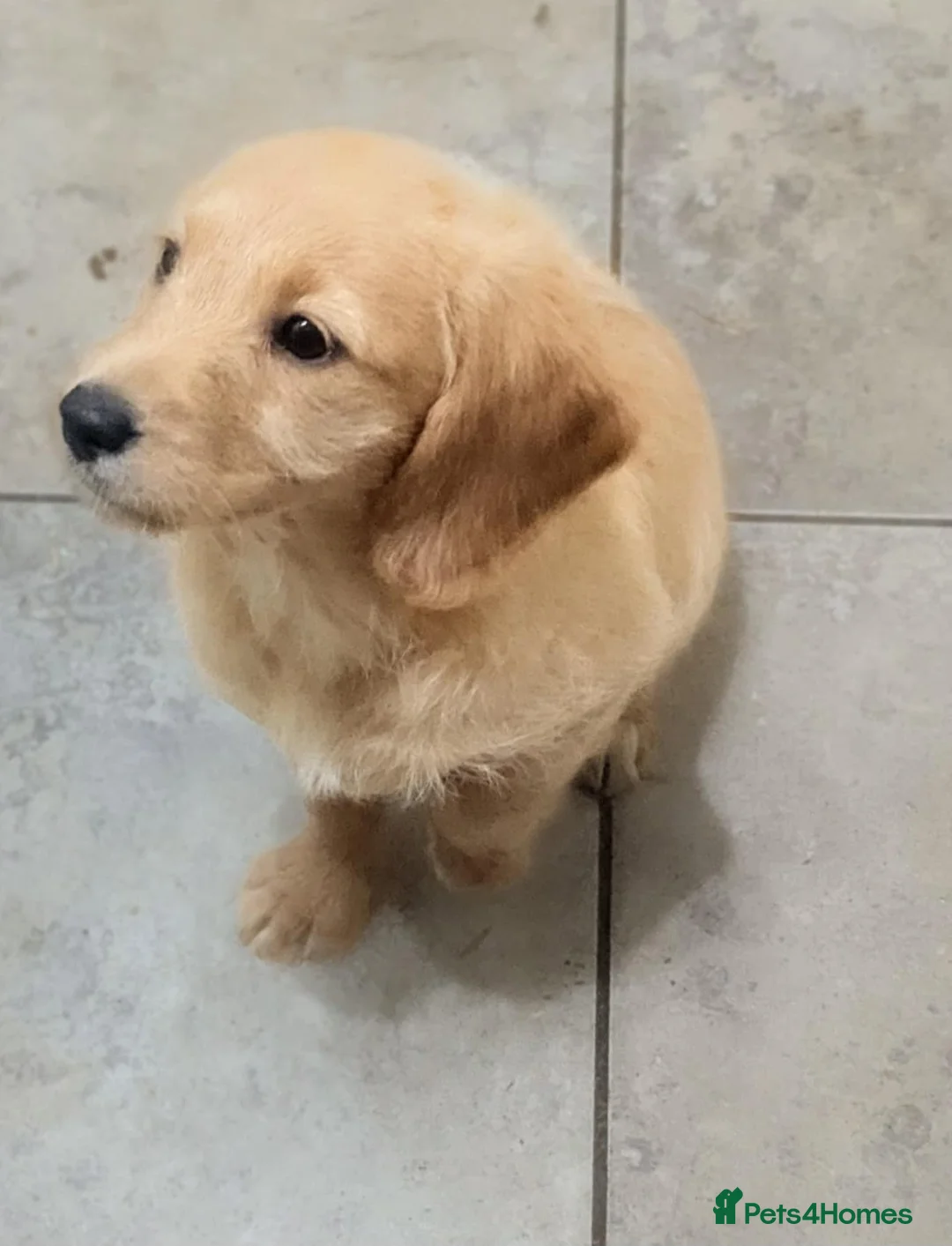 Labradoodle dogs for sale: Labradoodle puppys in Portsmouth - Advert 1