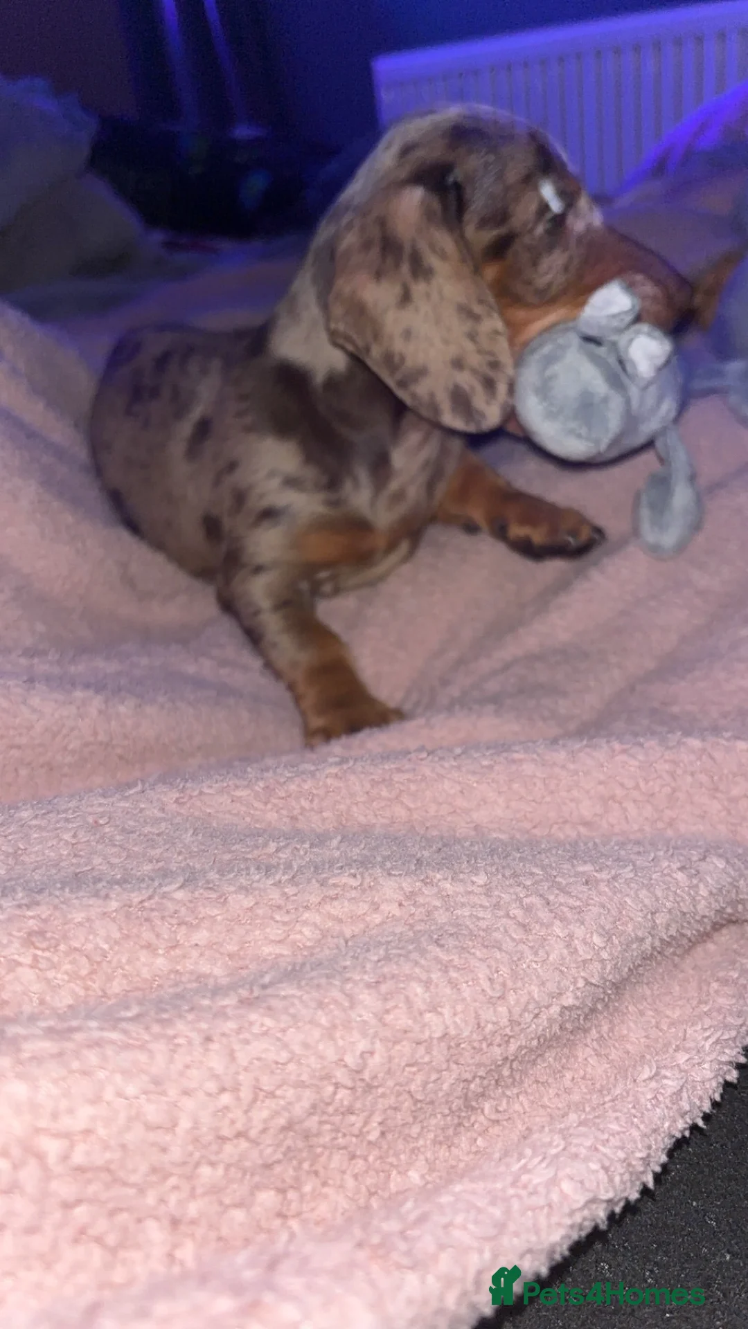 Miniature Dachshund dogs for sale: Beautiful mini dachshund girl  - Advert 2