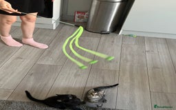 Domestic Shorthair cats for sale: Beautiful tabby shorthair kittens for sale  - Image 12