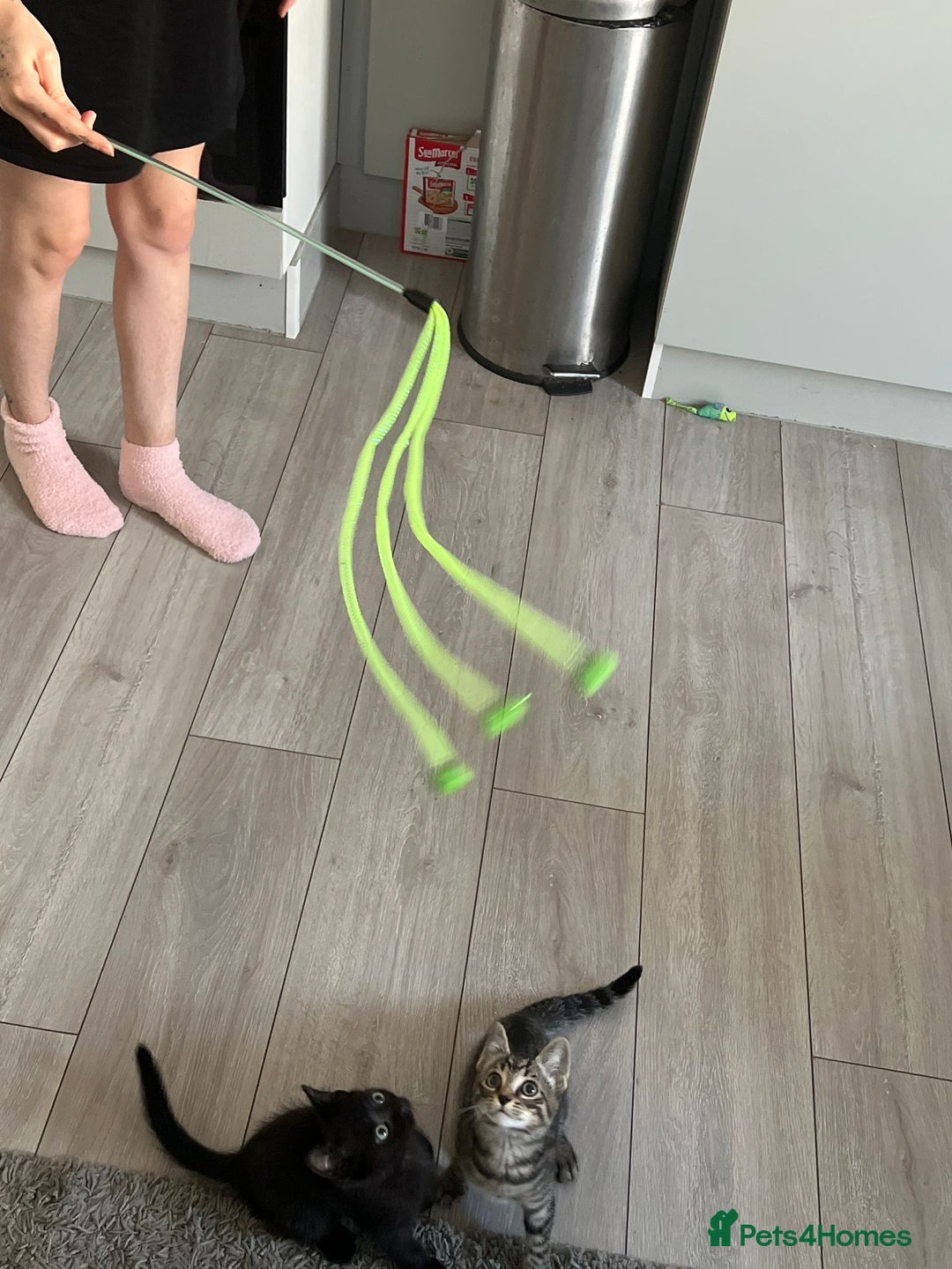 Domestic Shorthair cats for sale: Beautiful tabby shorthair kittens for sale  - Image 12
