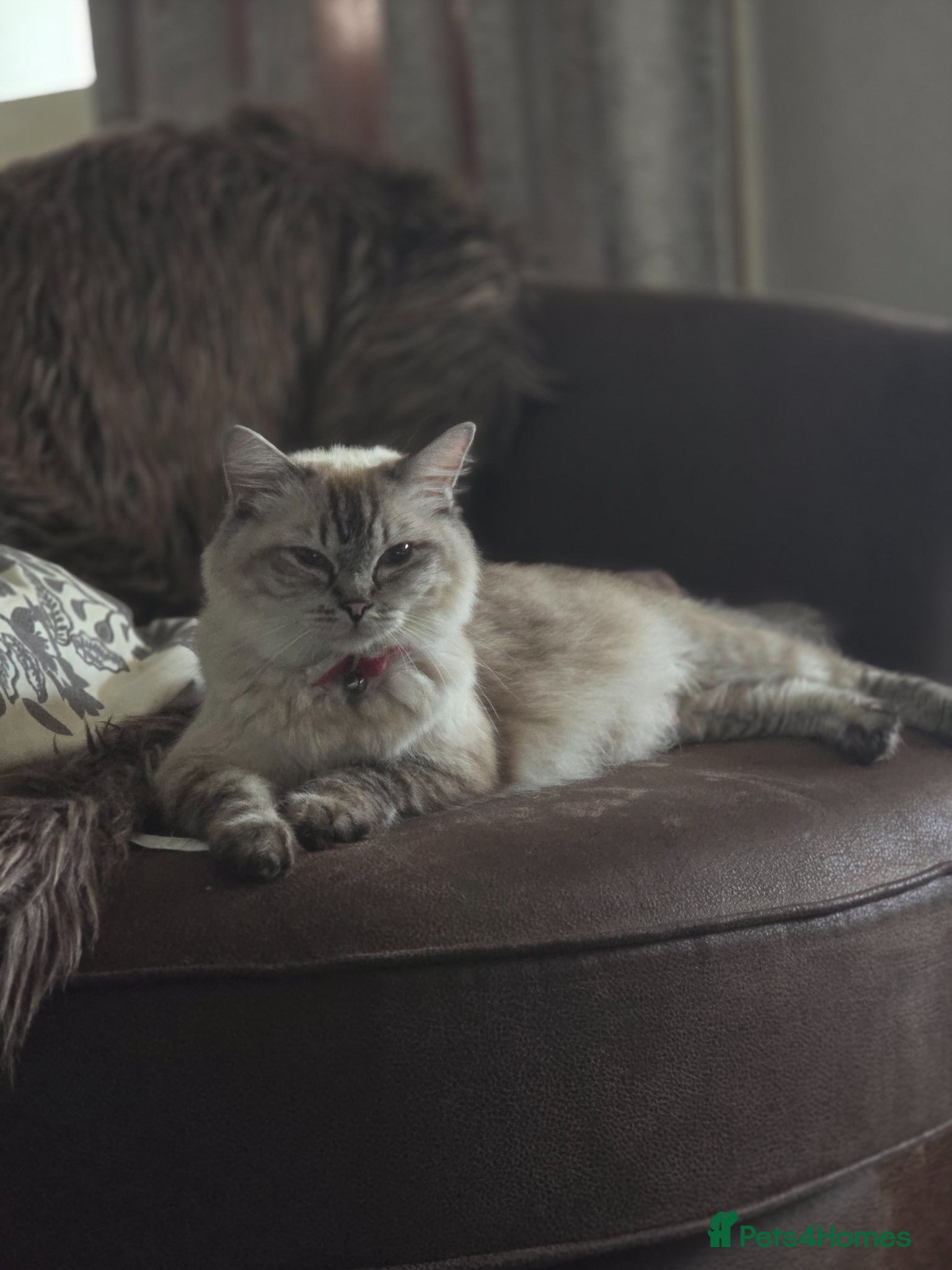 Ragdoll cats Ragdoll Kitten - Advert 1