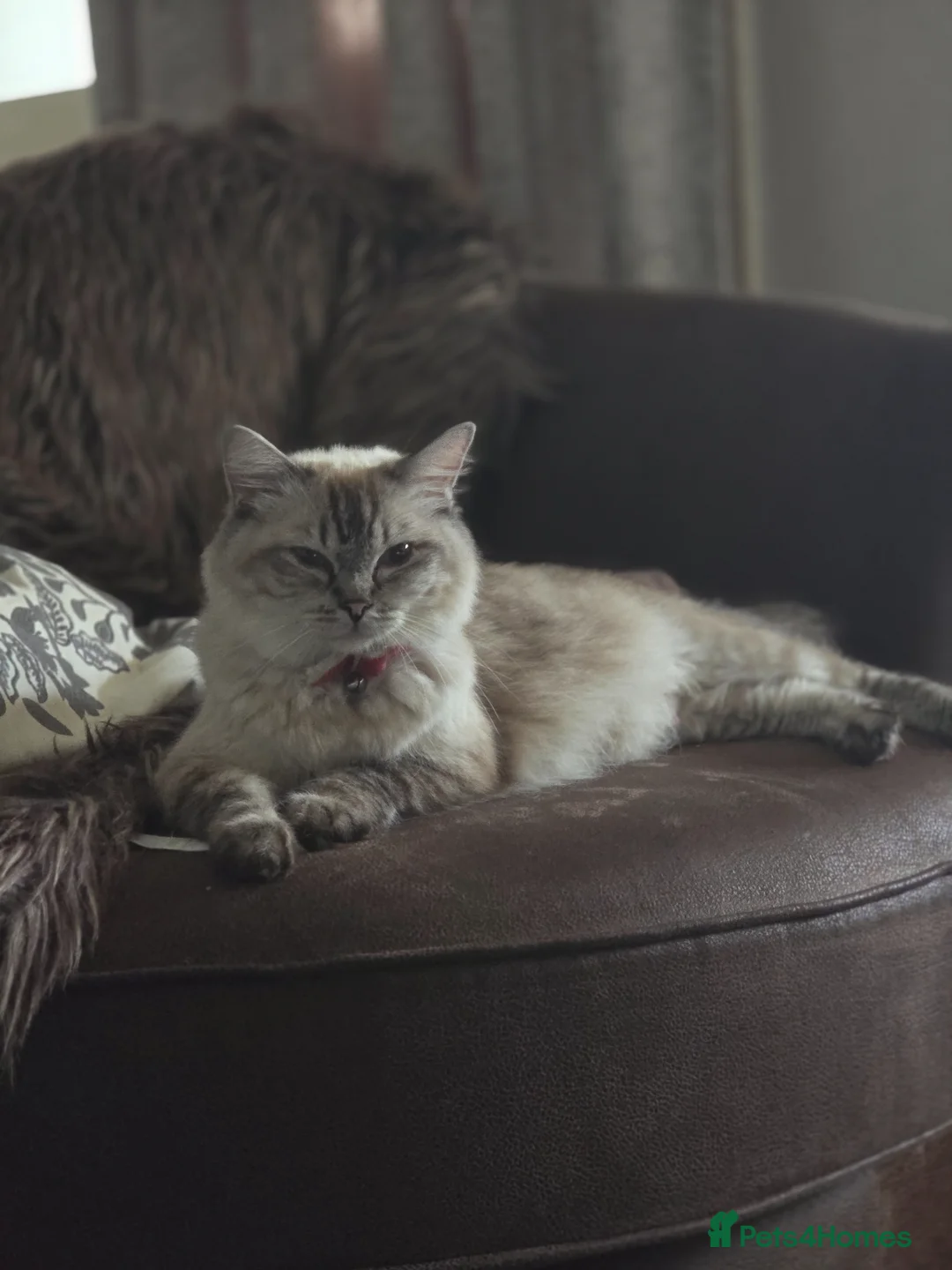 Ragdoll cats for sale: Ragdoll Kitten - Advert 1