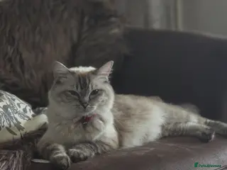 Ragdoll cats Ragdoll Kitten - Advert 1