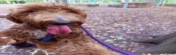 Mixed Breed dogs for sale: Stunning litter of Gordon Doodles. - Advert 6