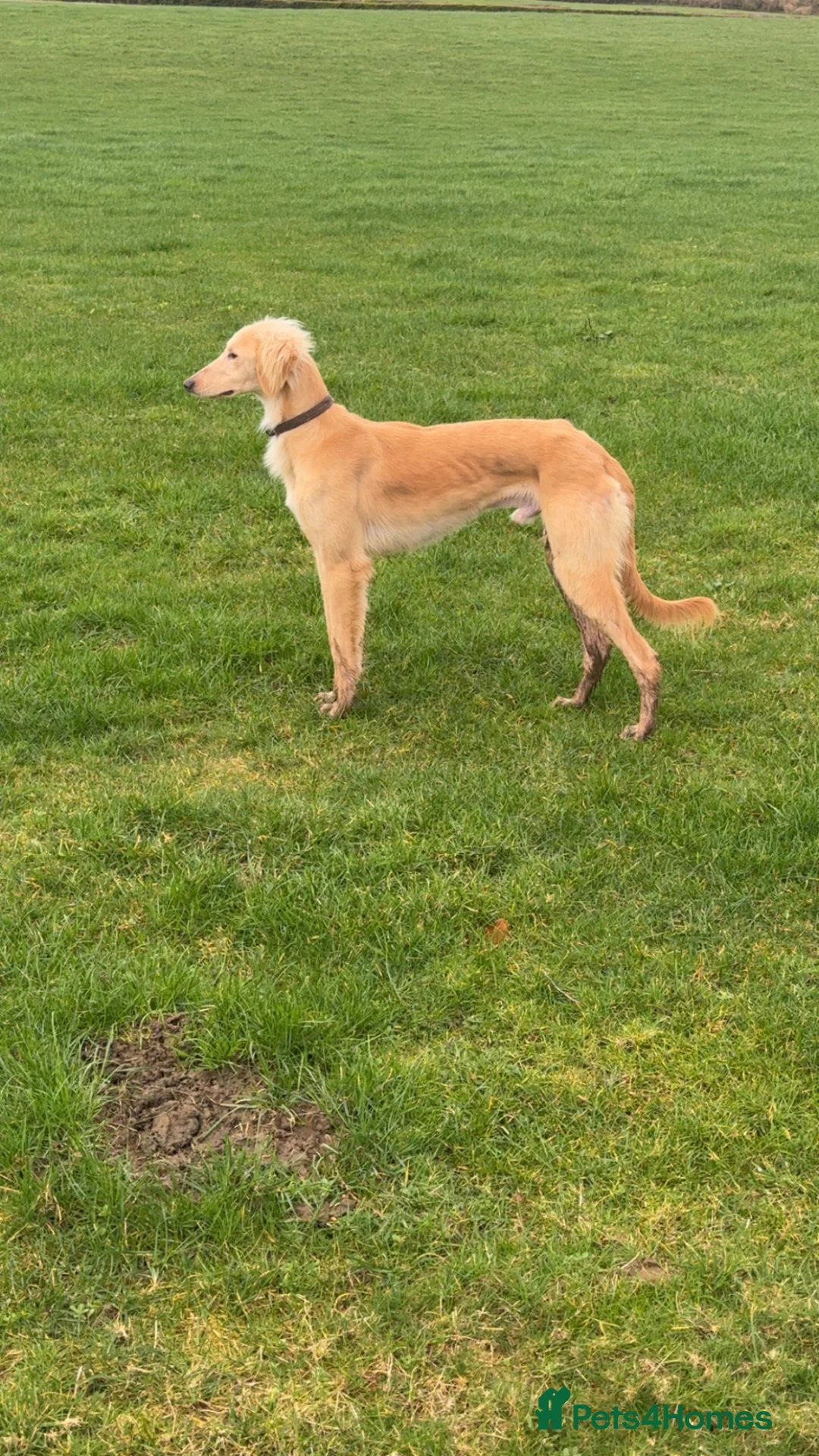 Mixed Breed dogs for sale: Saluki in Llanelli - Advert 1