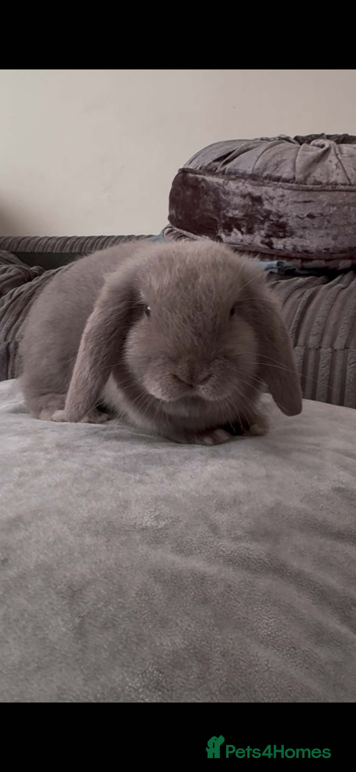 Mini Lop rabbits Mini lop female  - Advert 8
