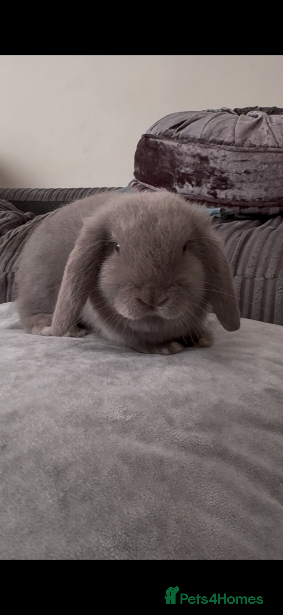 Mini Lop rabbits for sale: Mini lop female  - Advert 1