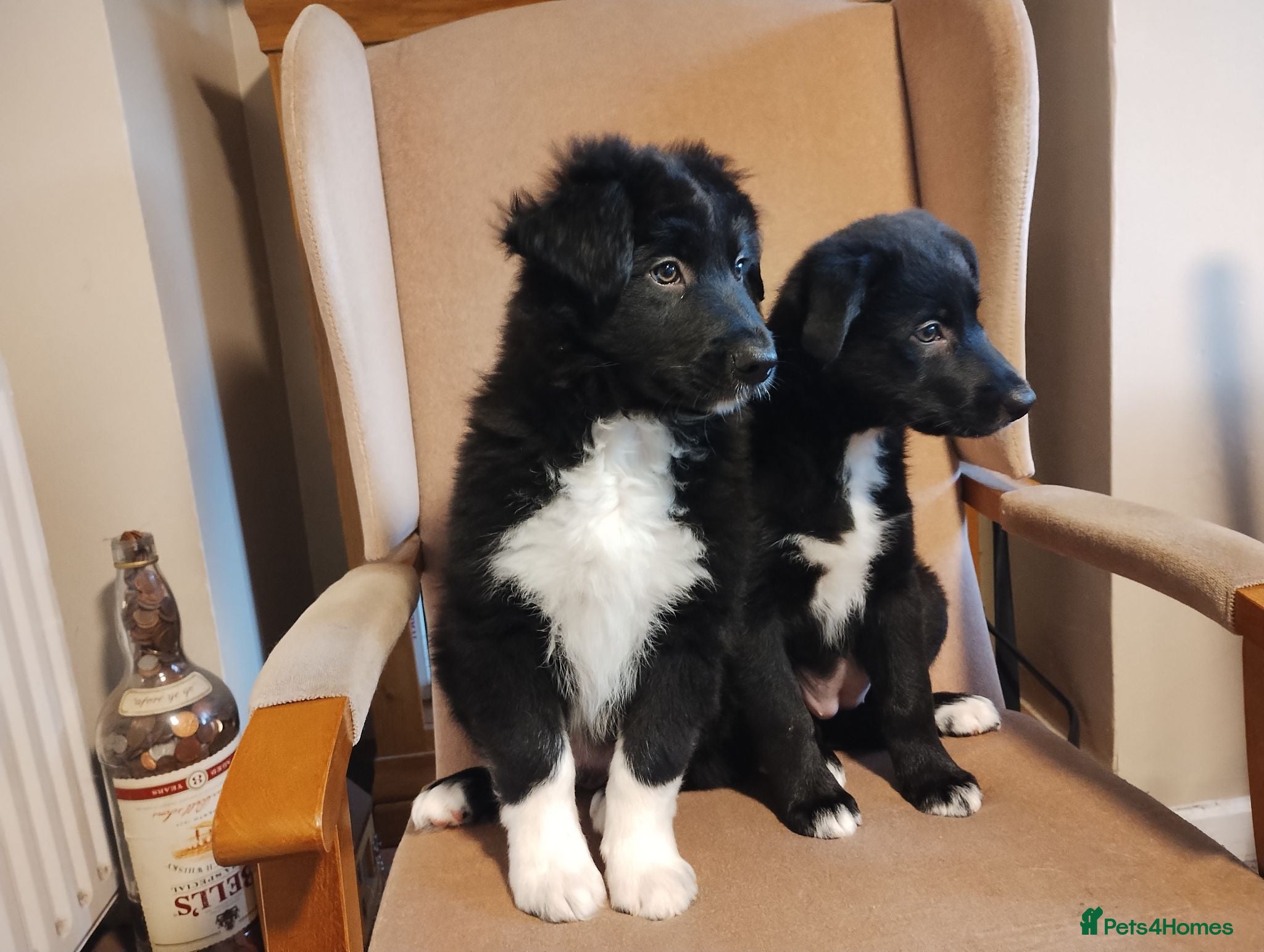 Border Collie dogs Traditional Border Collie Puppies - Advert 9