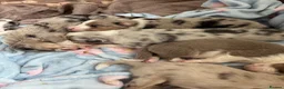 Border Collie dogs for sale: Beautiful litter of 7 Border Collies  in Manchester - Advert 15