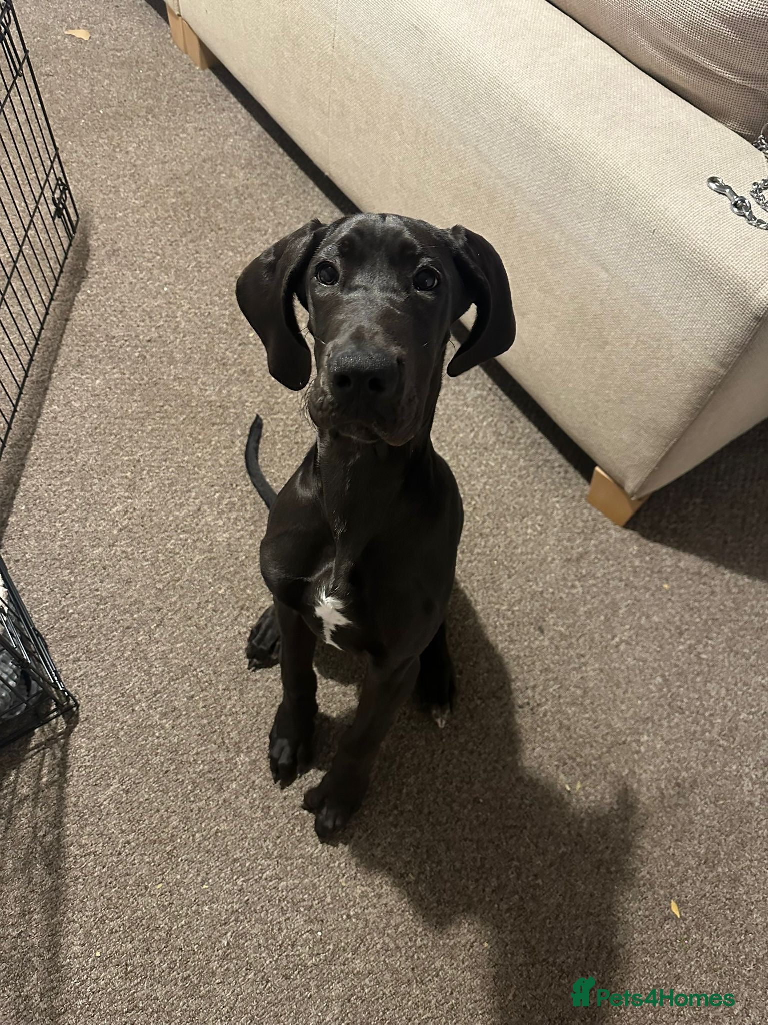Great Dane dogs 5 month old Great Dane puppy  - Advert 1