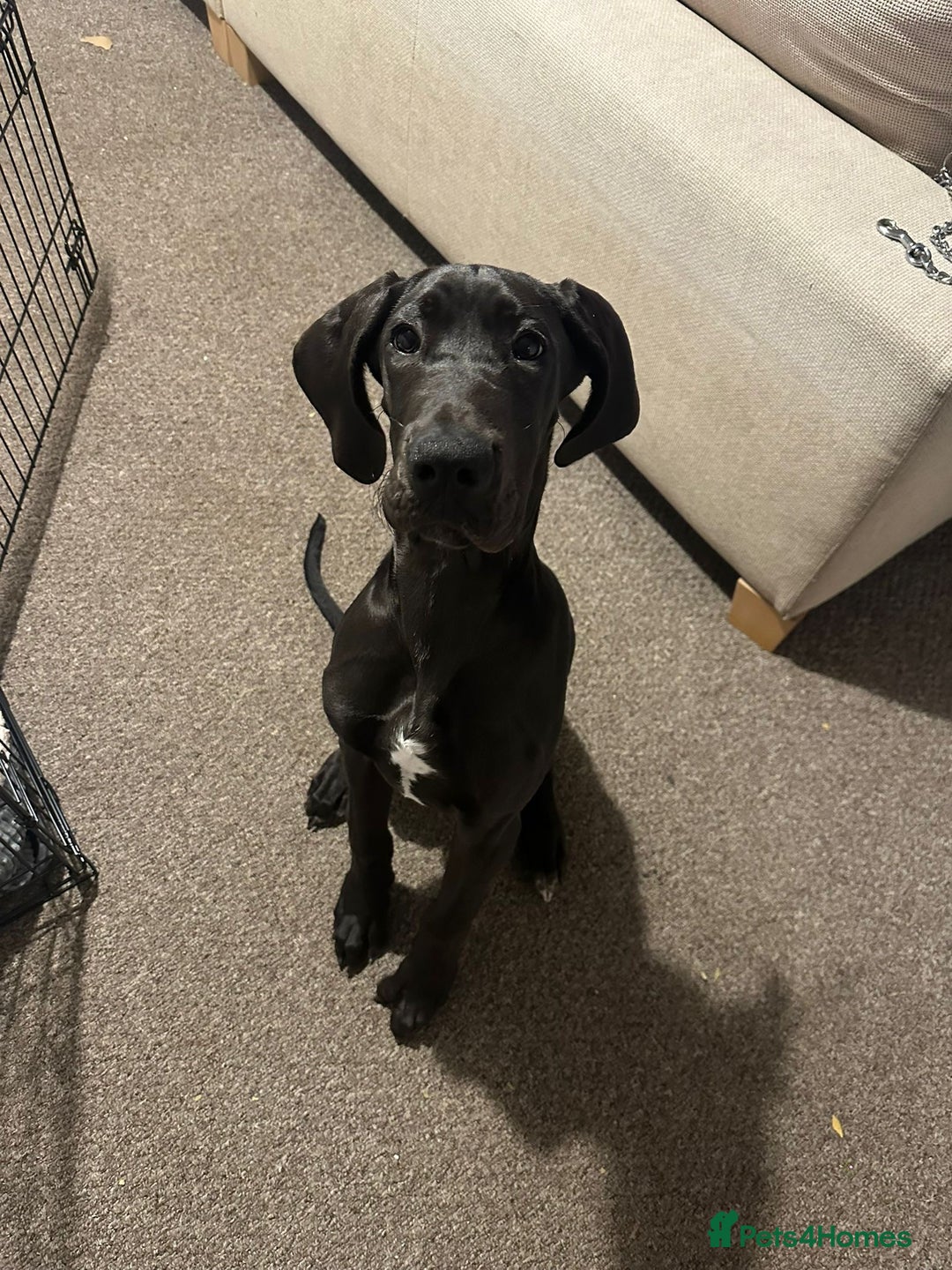 Great Dane dogs for sale: 5 month old Great Dane puppy  - Advert 1