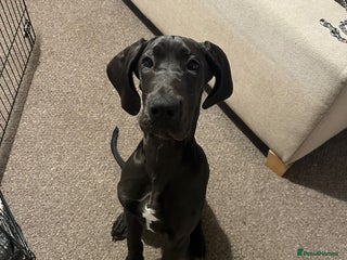 Great Dane dogs 5 month old Great Dane puppy - Advert 1