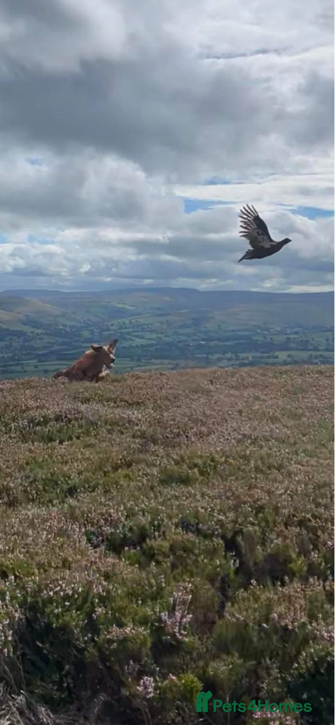 Labrador Retriever dogs for stud: 🔸DARK RED WORKING STUD KC & FULLY HEALTH TESTED🔸 in Hawes - Advert 29
