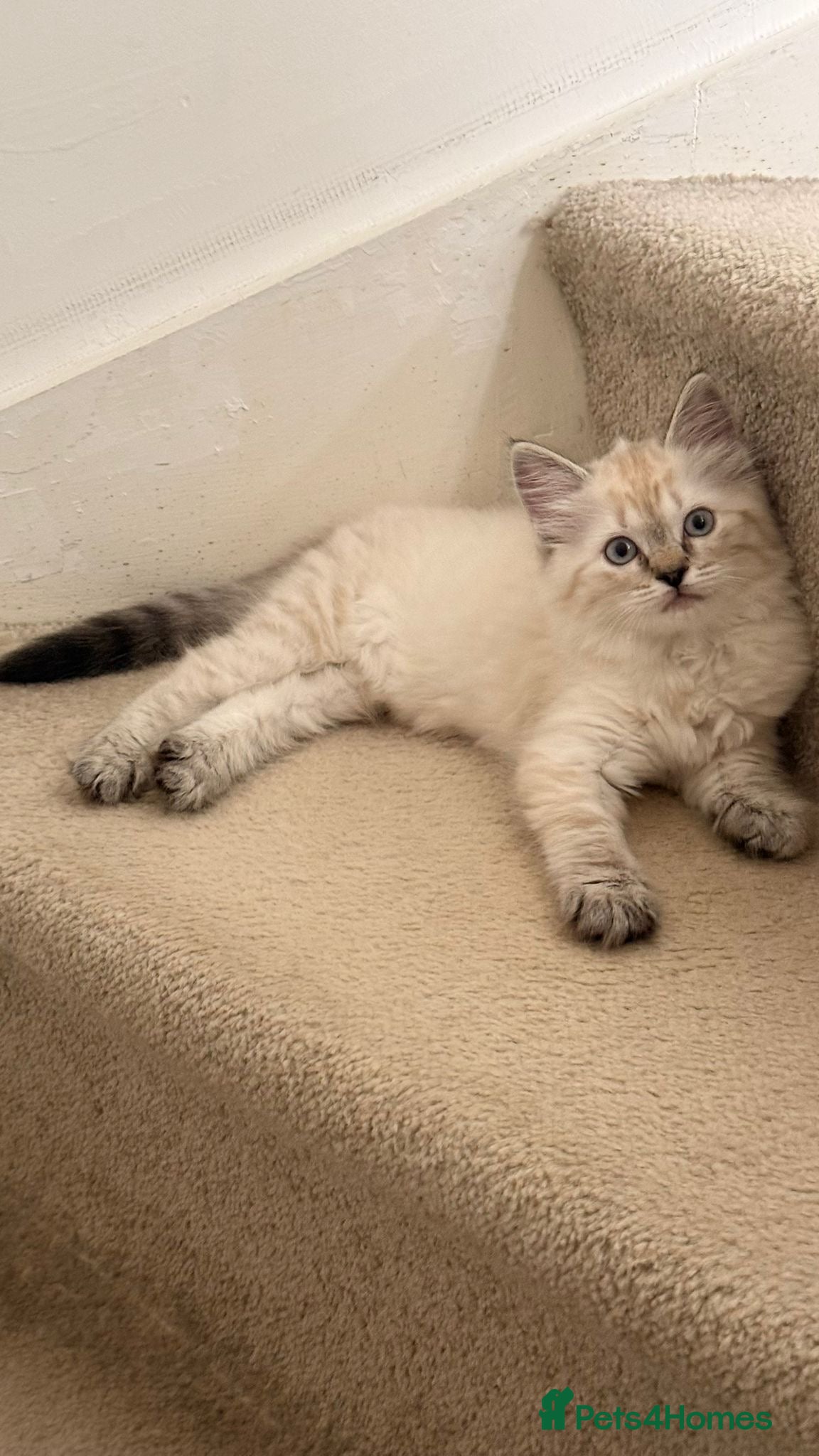 Ragdoll cats Beautiful kitten available £750 - Advert 2