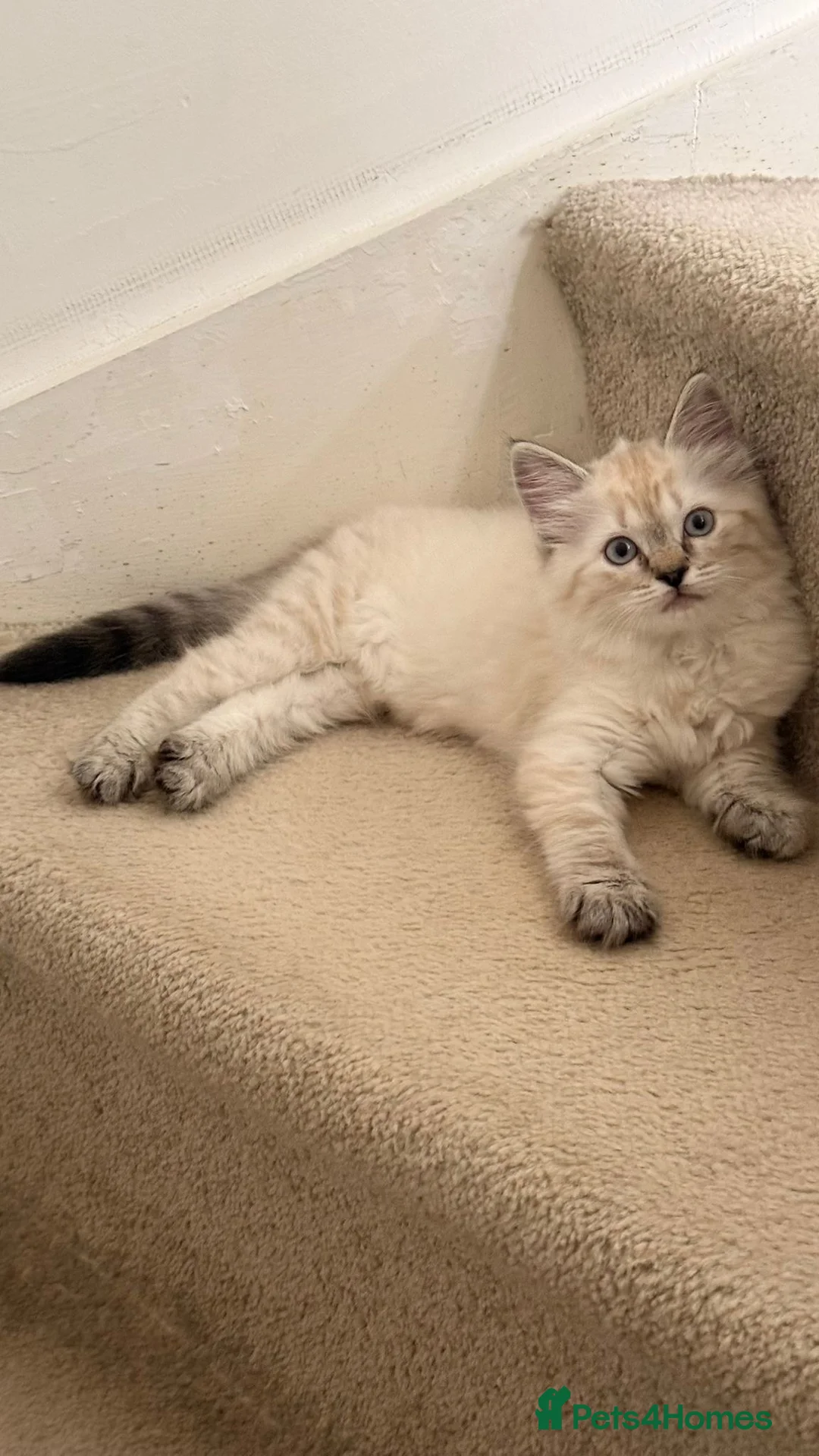 Ragdoll cats for sale: Beautiful kitten available £750 - Advert 1