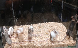 Mouse rodents for sale: Baby Fancy Coloured Mice  - Image 8
