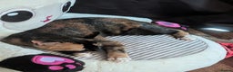 Mixed Breed cats for sale: 1yr old Female Cat  - Advert 3