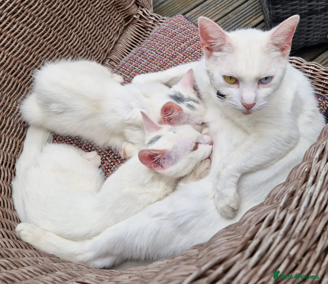 Mixed Breed cats for sale: Beautiful sisters are looking for a loving family  - Advert 2