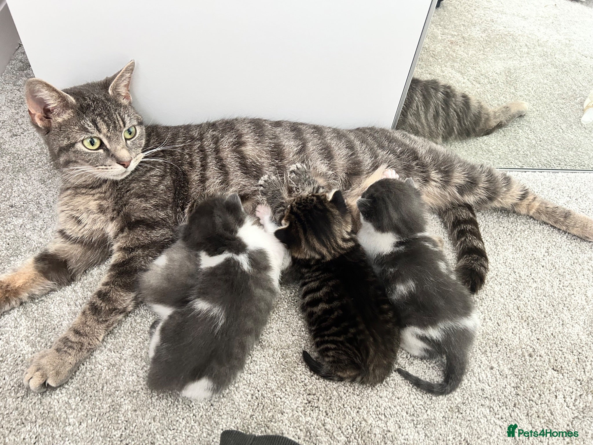Mixed Breed cats Ready to leave kittens - Advert 1