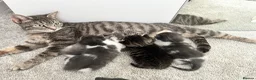 Mixed Breed cats for sale: Ready to leave kittens - Advert 1